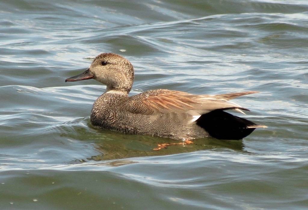 Male gadwall by Alex Galt U.S. Fish and Wildlife Service - Midwest Region is licensed under CC BY 2.0